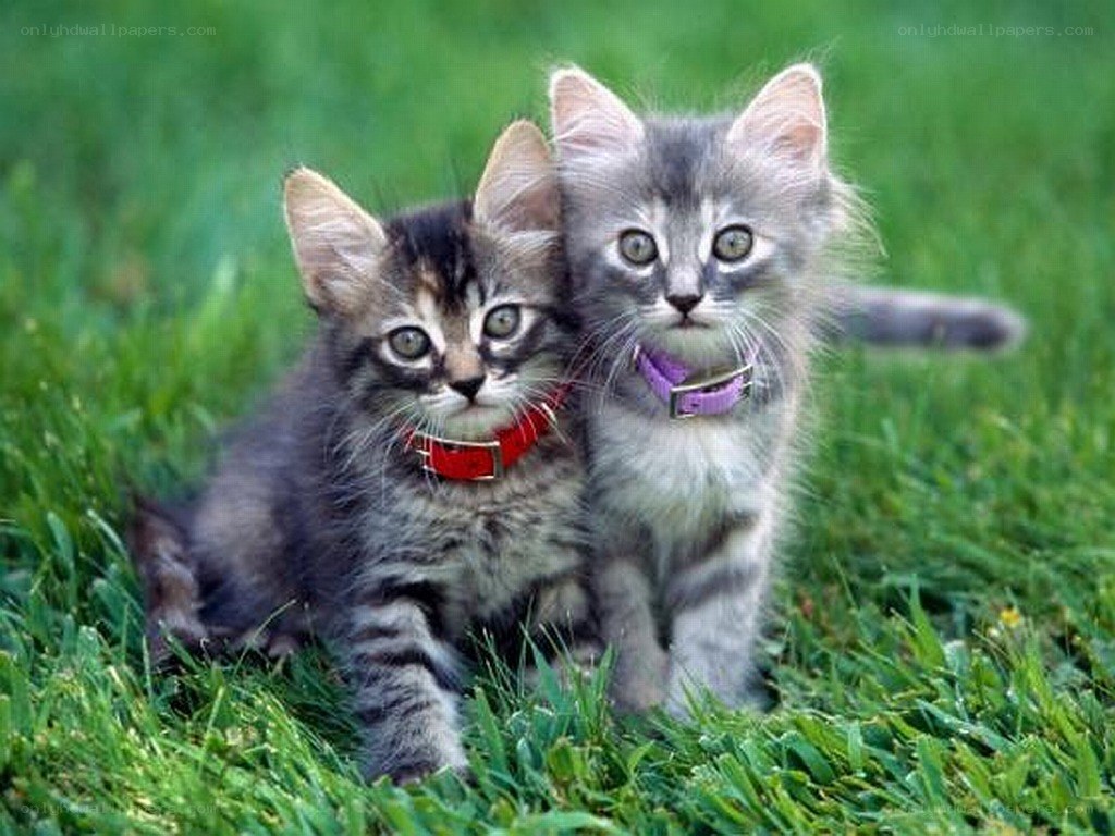 two kittens in the grass