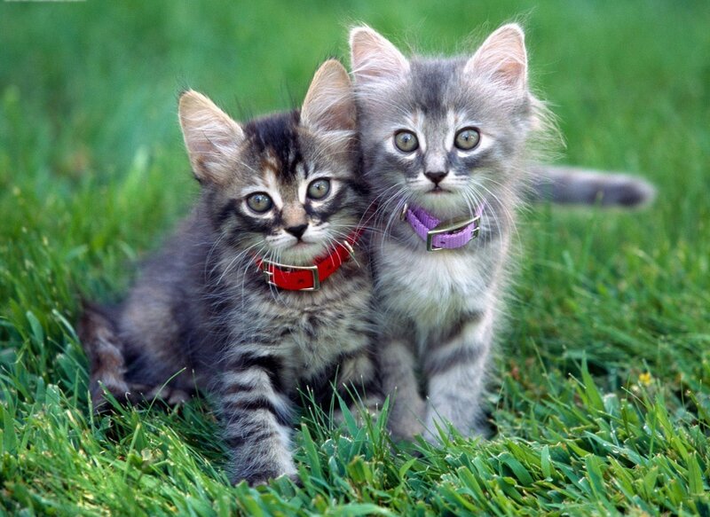 two kittens in the grass