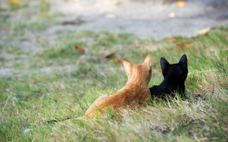 Two kittens in the grass