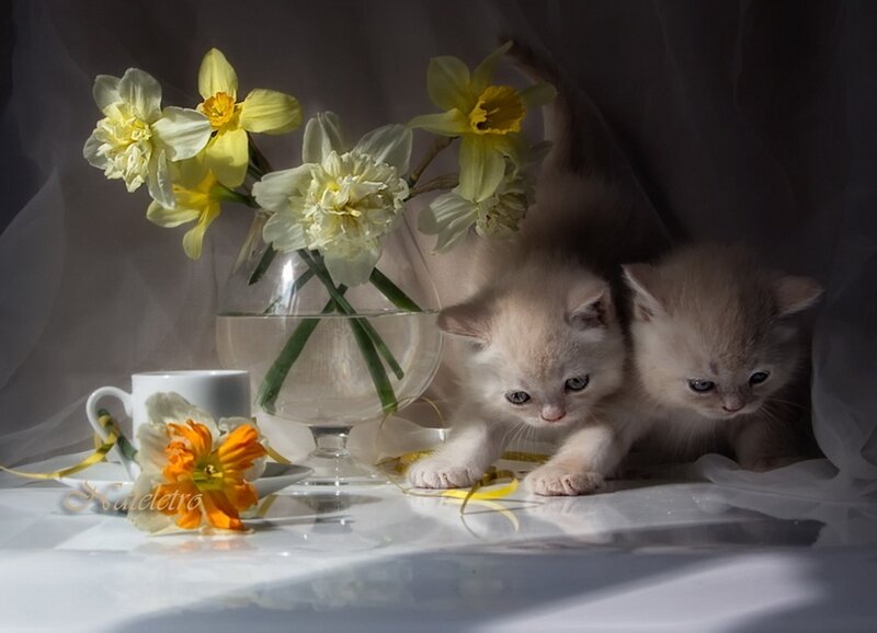 Two Kittens in Vase