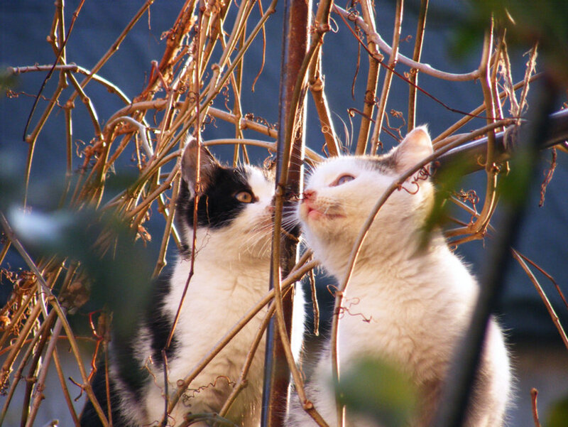 Two Kittens in Vines