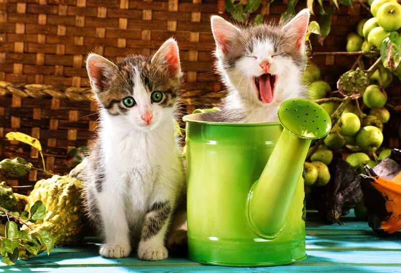 Two Kittens in Watering Can — Green
