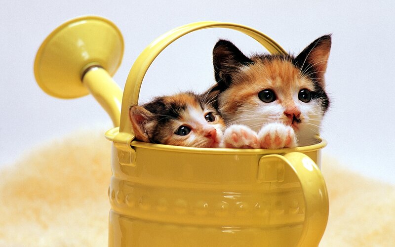 Two Kittens in Watering Can — Yellow