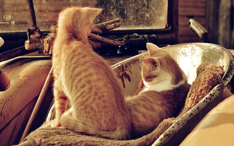 Two Kittens in Wheelbarrow
