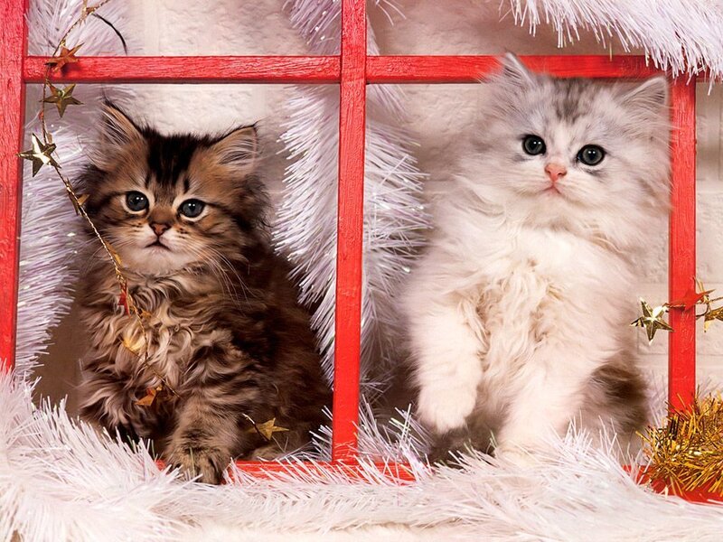 Two Kittens in Window