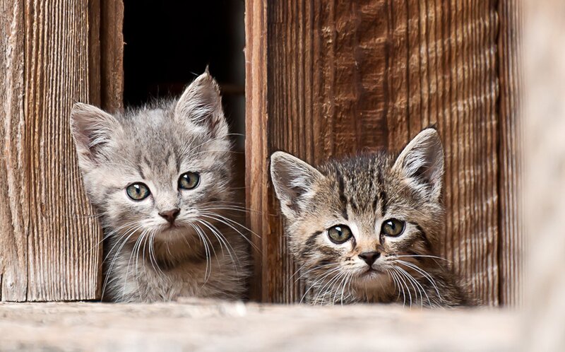 Two Kittens in Wooden Box — Brown