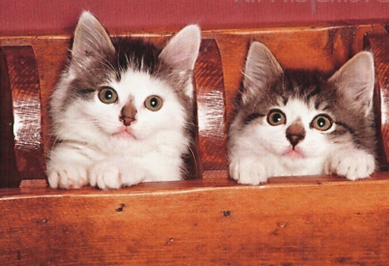 Two Kittens in Wooden Box