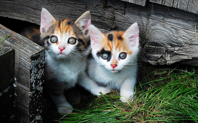two kittens in wooden shelter