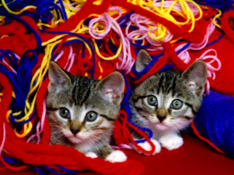 two kittens in yarn