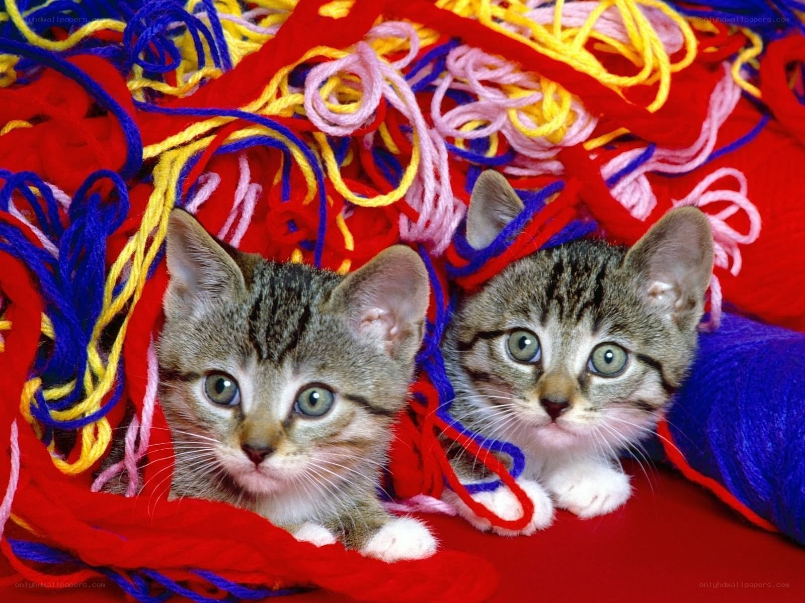 Two kittens in yarn