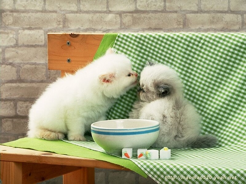 Two Kittens Interacting — Green