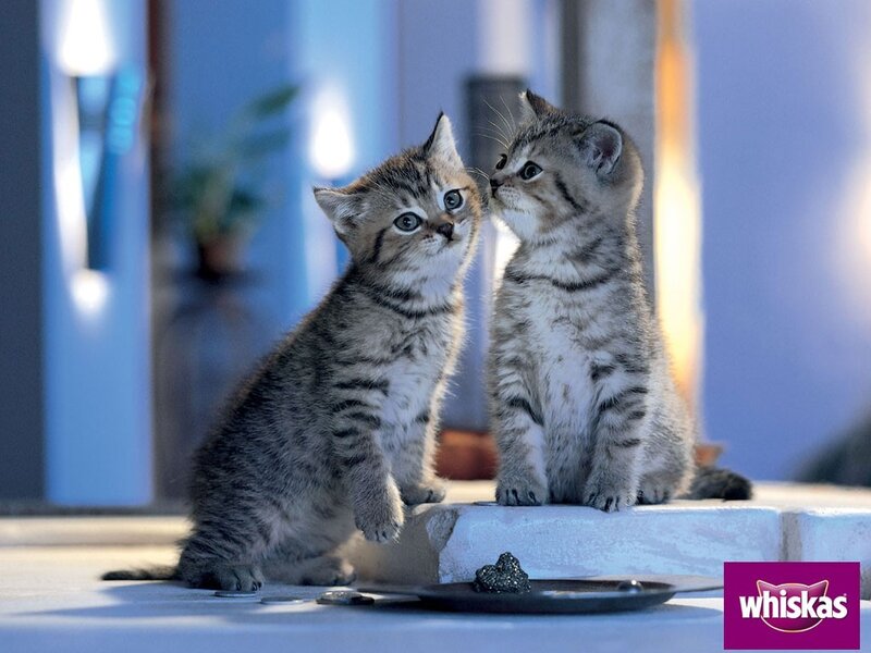 two kittens interacting