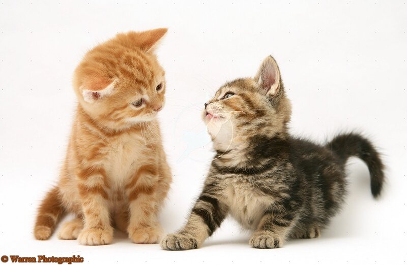 Two Kittens Interacting — White