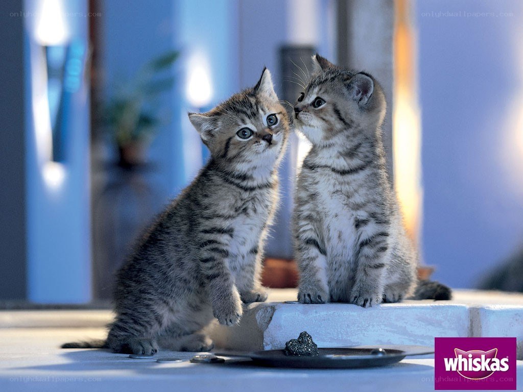 two kittens interacting