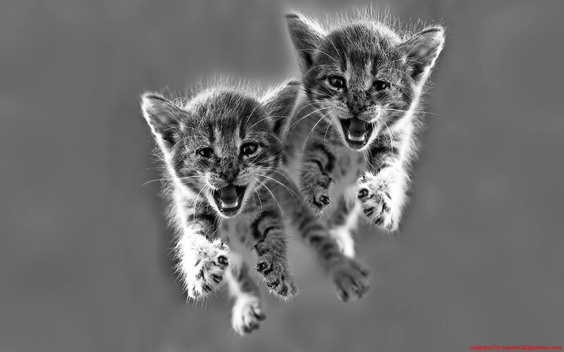 two kittens jumping