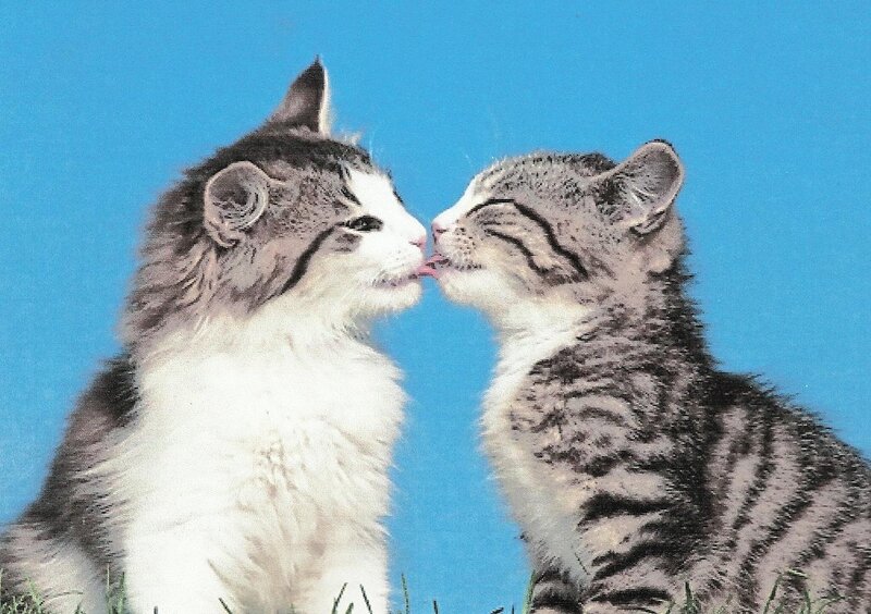 Two Kittens Kissing — Blue