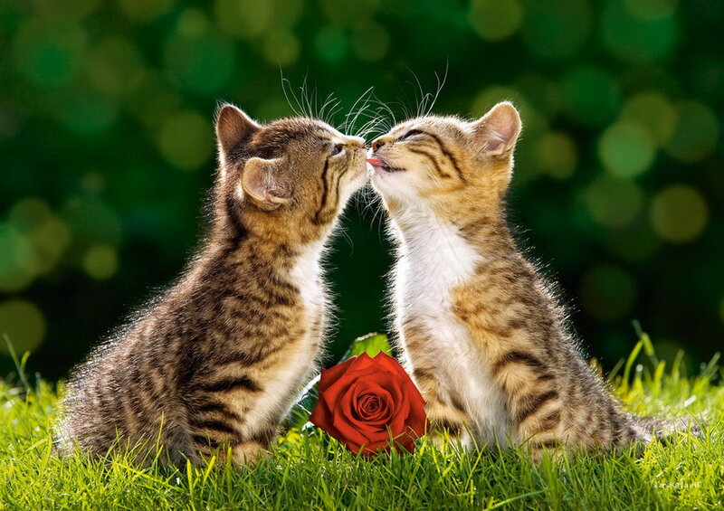 Two Kittens Kissing — Green, Playful