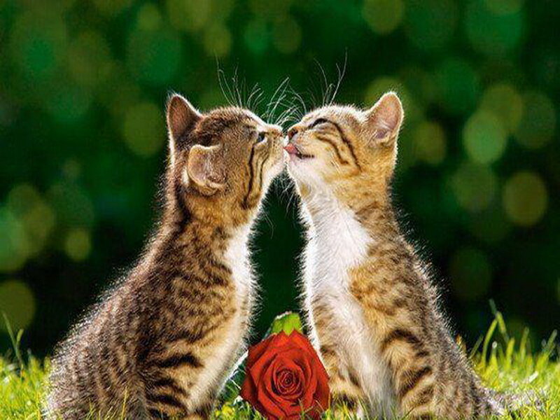 Two Kittens Kissing — Green