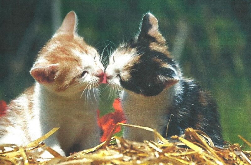 Two Kittens Kissing — Orange