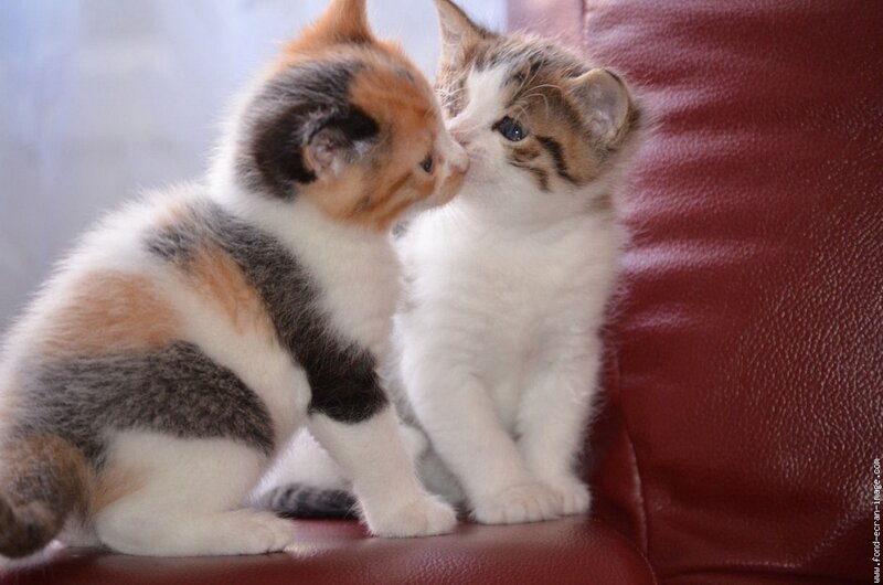 Two Kittens Kissing