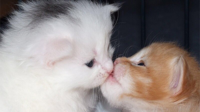 Two Kittens Kissing — White