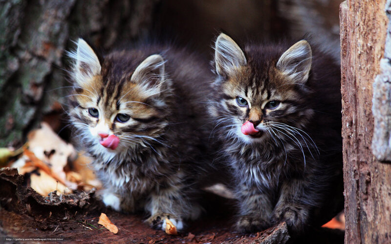 Two kittens licking their lips