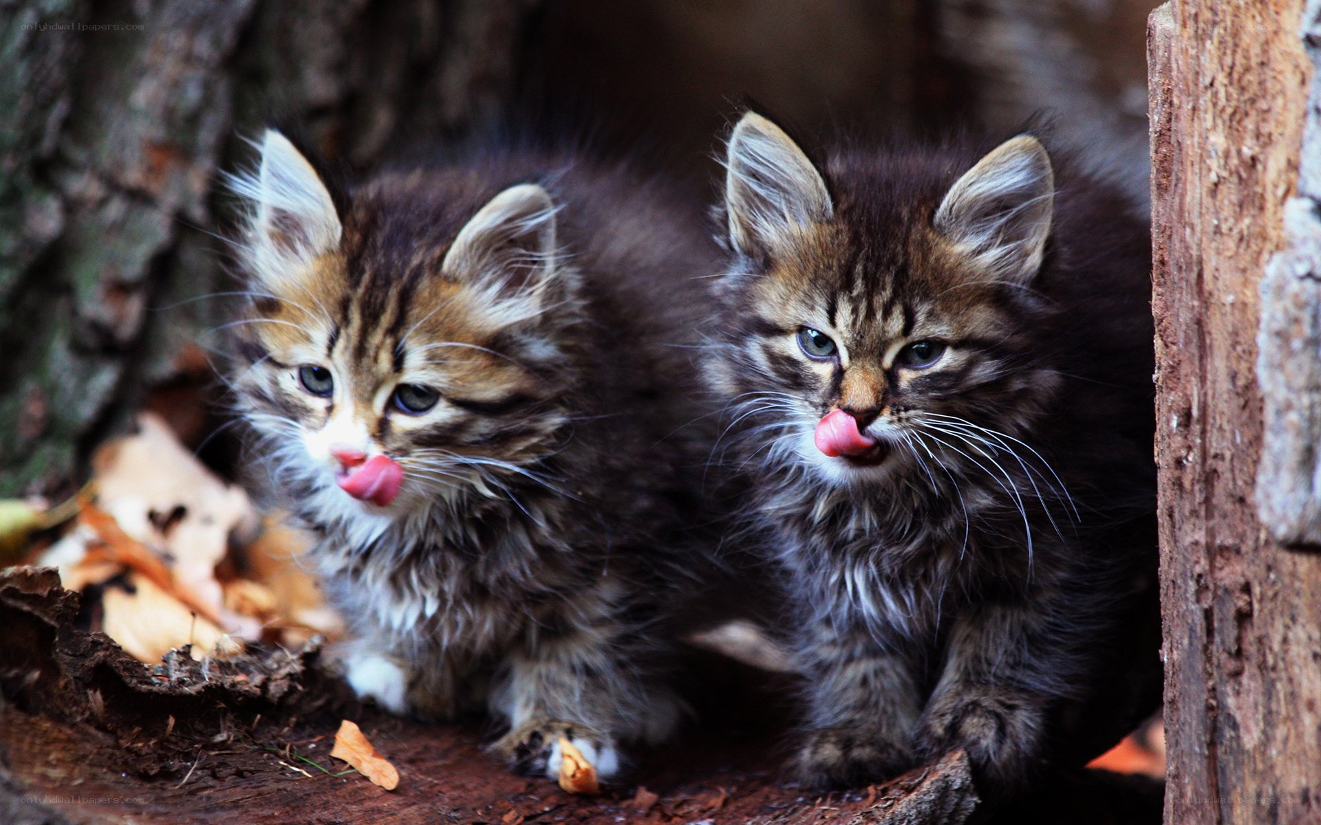two kittens licking their noses