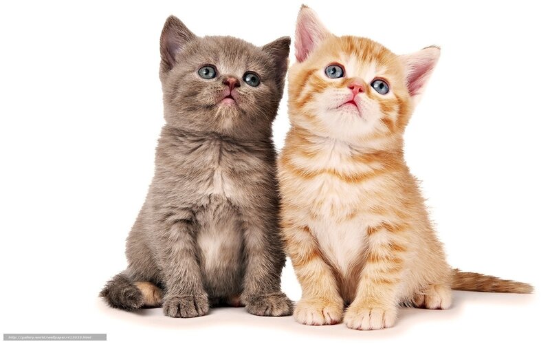 Two kittens looking up