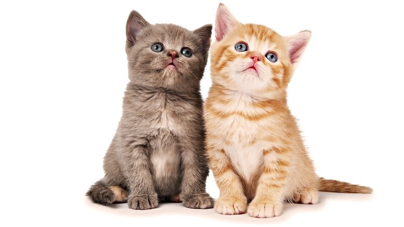 Two kittens looking up