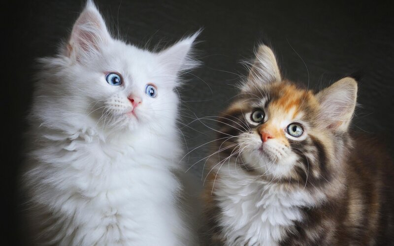 Two Kittens Looking Up — White