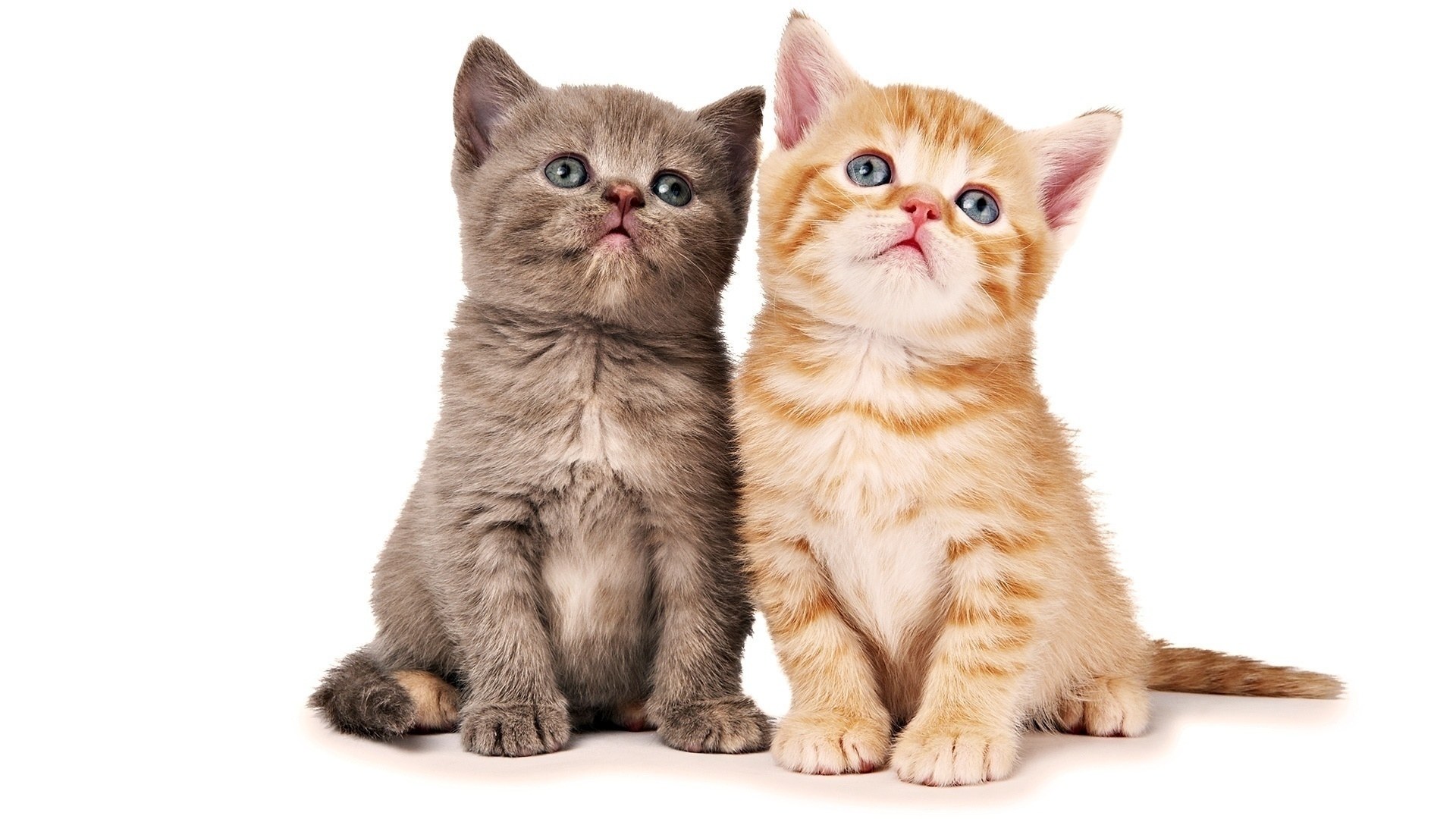 Two kittens looking up