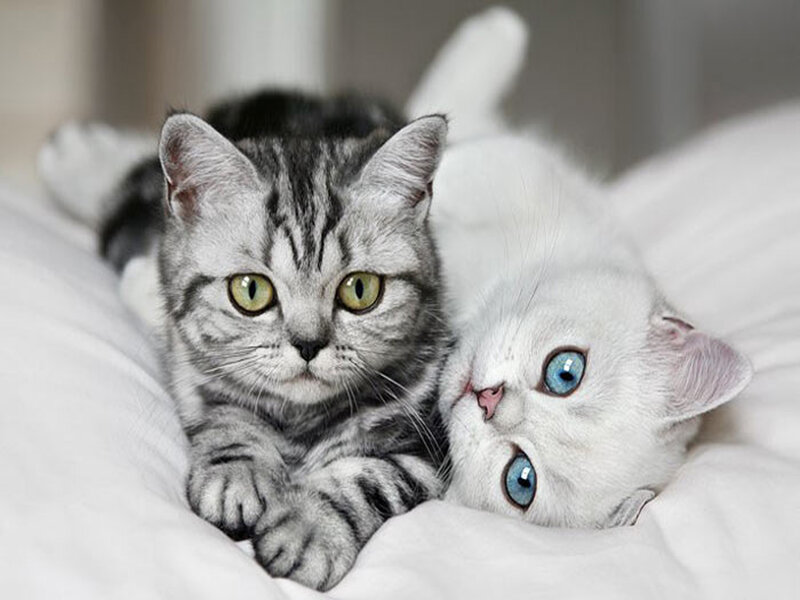 Two Kittens Lying Down