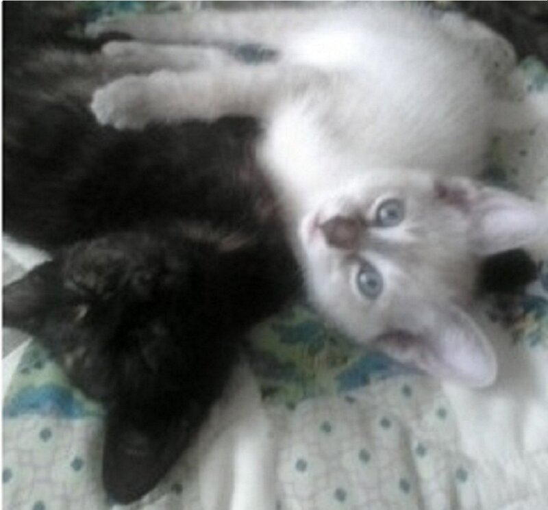 Two Kittens Lying Down — White, Calm, Photograph