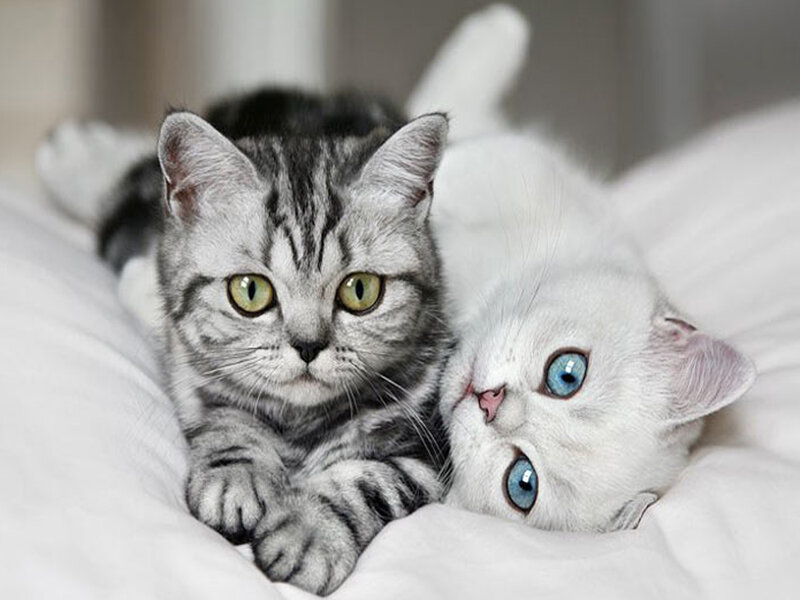 Two Kittens Lying Down — White, Calm