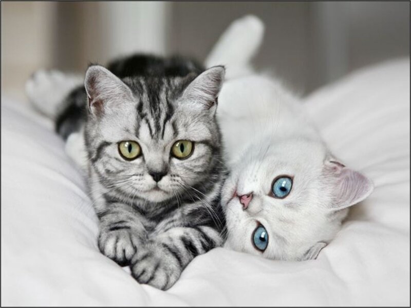 Two Kittens Lying Down — White
