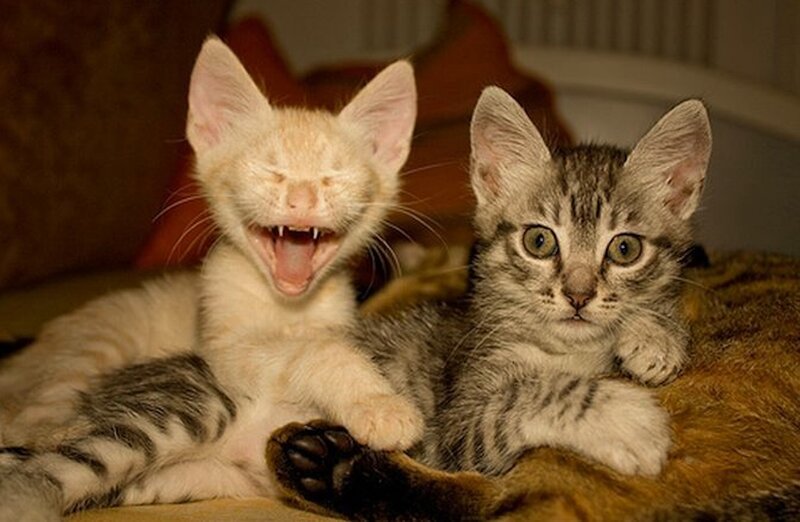 Two Kittens Lying