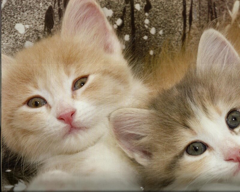 Two Kittens Lying Together — Orange, Calm