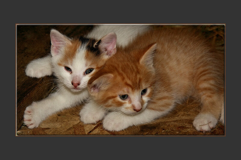 Two Kittens Lying Together — Orange