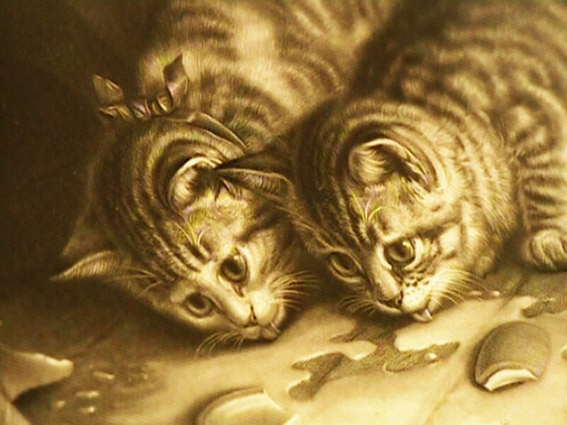 two kittens lying together