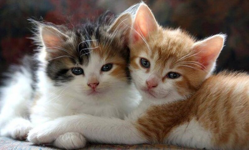 Two Kittens Lying Together — White, Calm
