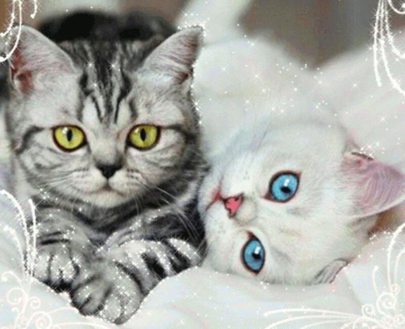 Two Kittens Lying Together — White, Cute