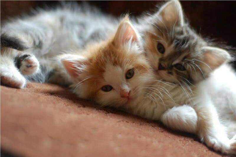 Two Kittens Lying Together — White