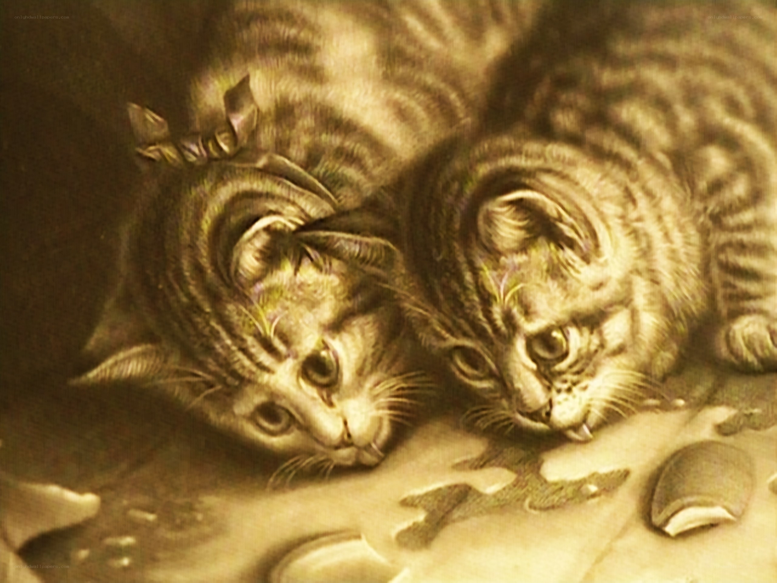 two kittens lying together