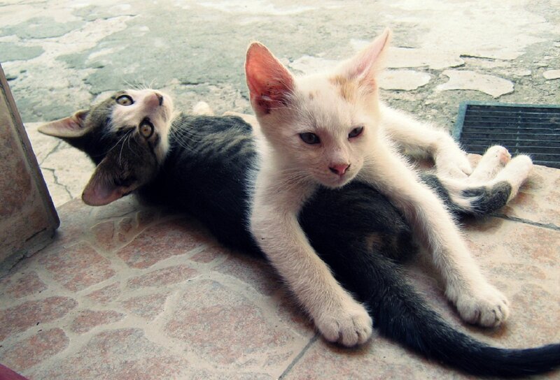 Two Kittens Lying — White