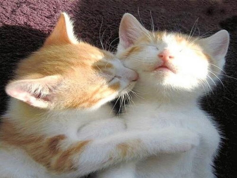 Two Kittens Napping