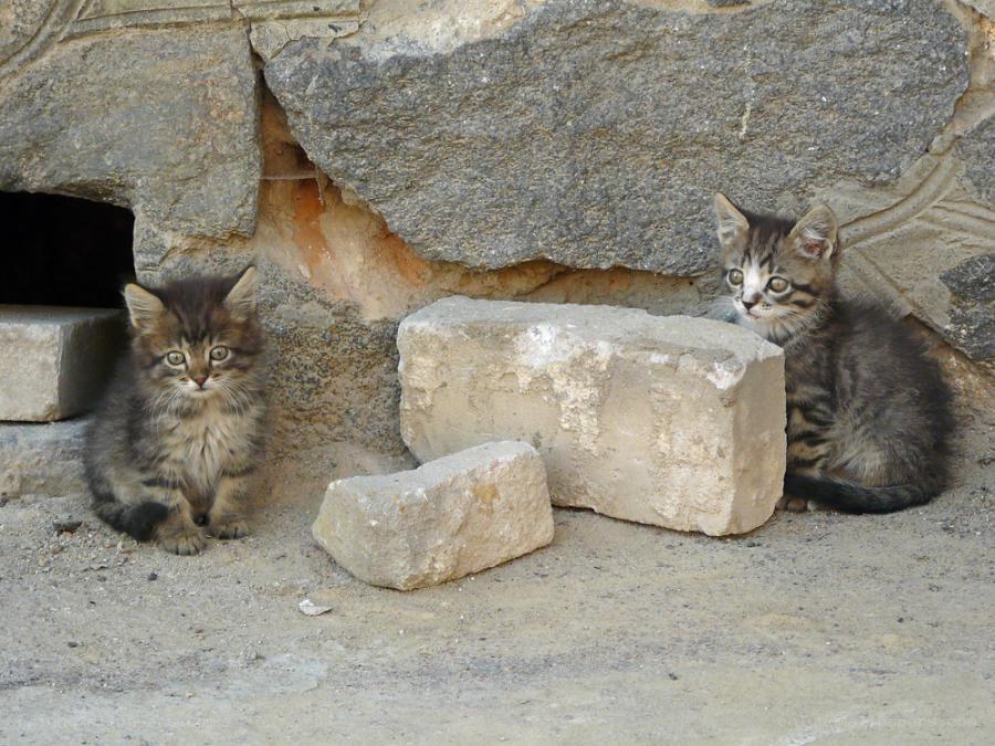 Two kittens near stone wall