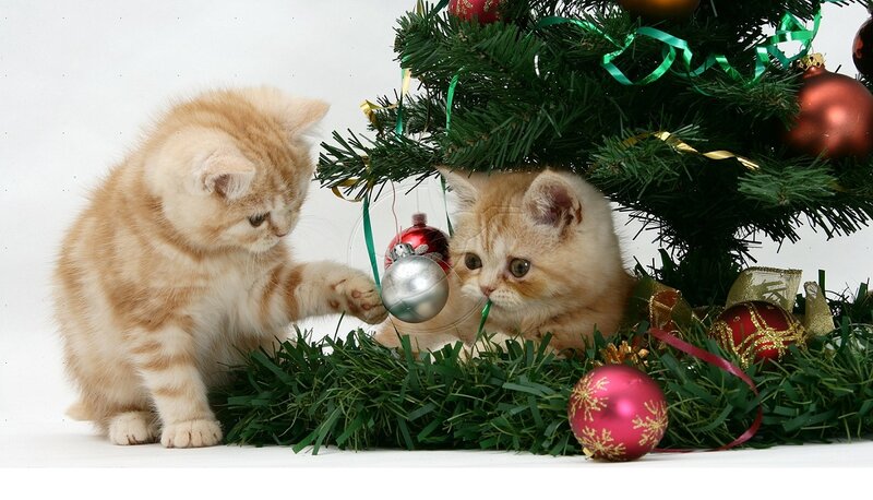 Two Kittens Near Tree — Green