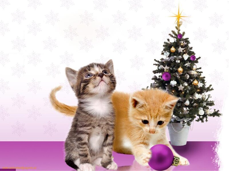 Two Kittens Near Tree