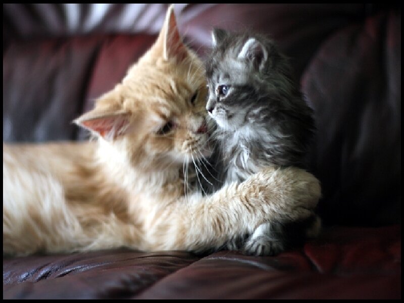 Two Kittens Nuzzling — Brown, Calm