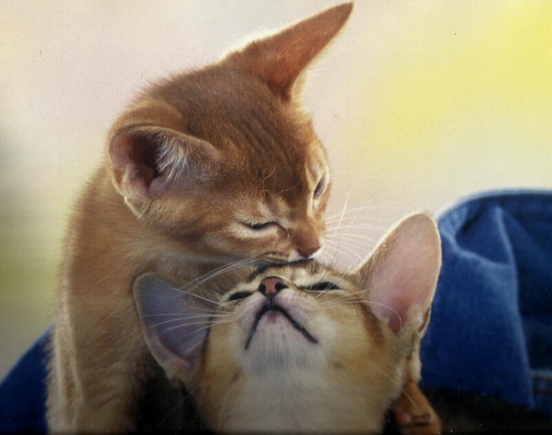 Two Kittens Nuzzling — Brown